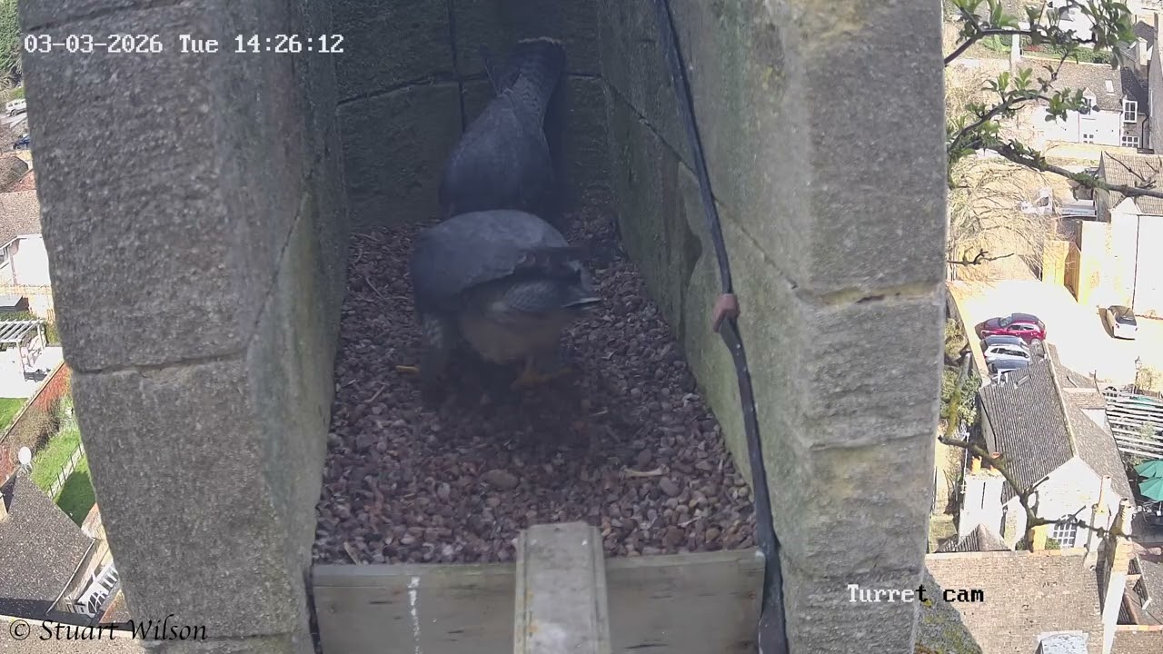 2026 March - A look at the new tiercel in town (Stamford All Saints' Church)