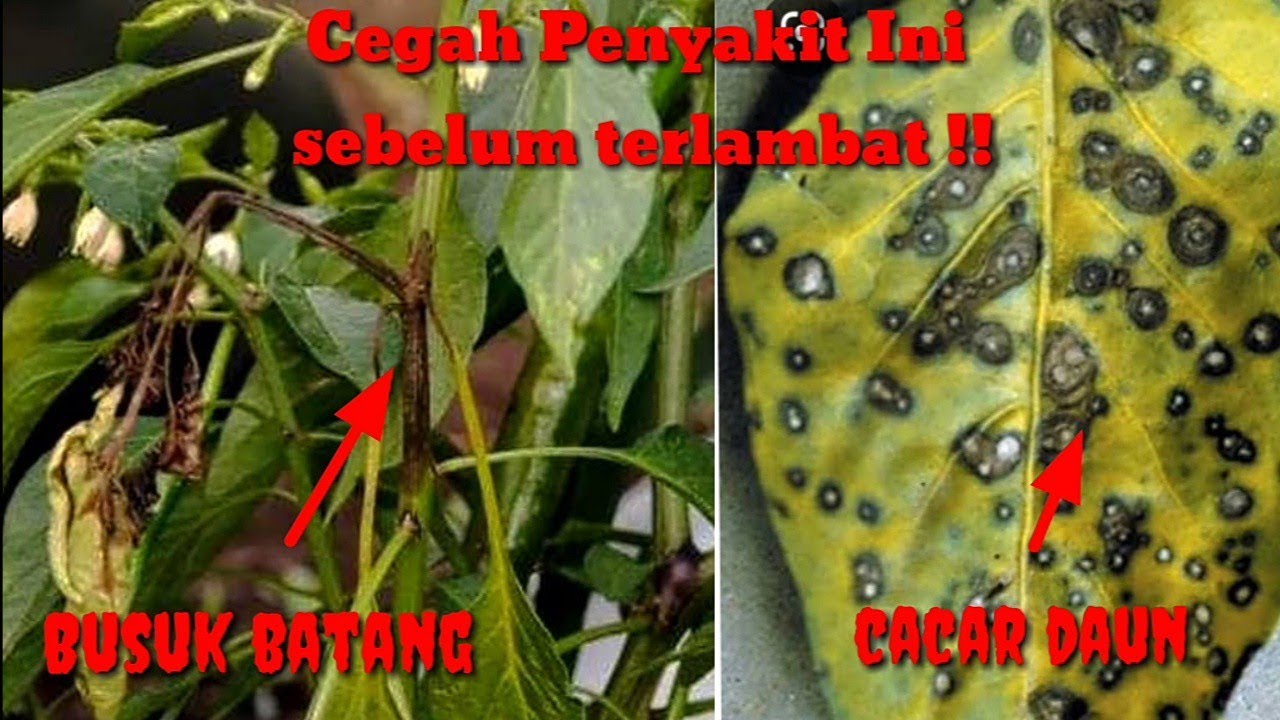 Cara Mencegah Penyakit Busuk Daun Busuk Batang Cacar Daun Pada Tanaman Cabe