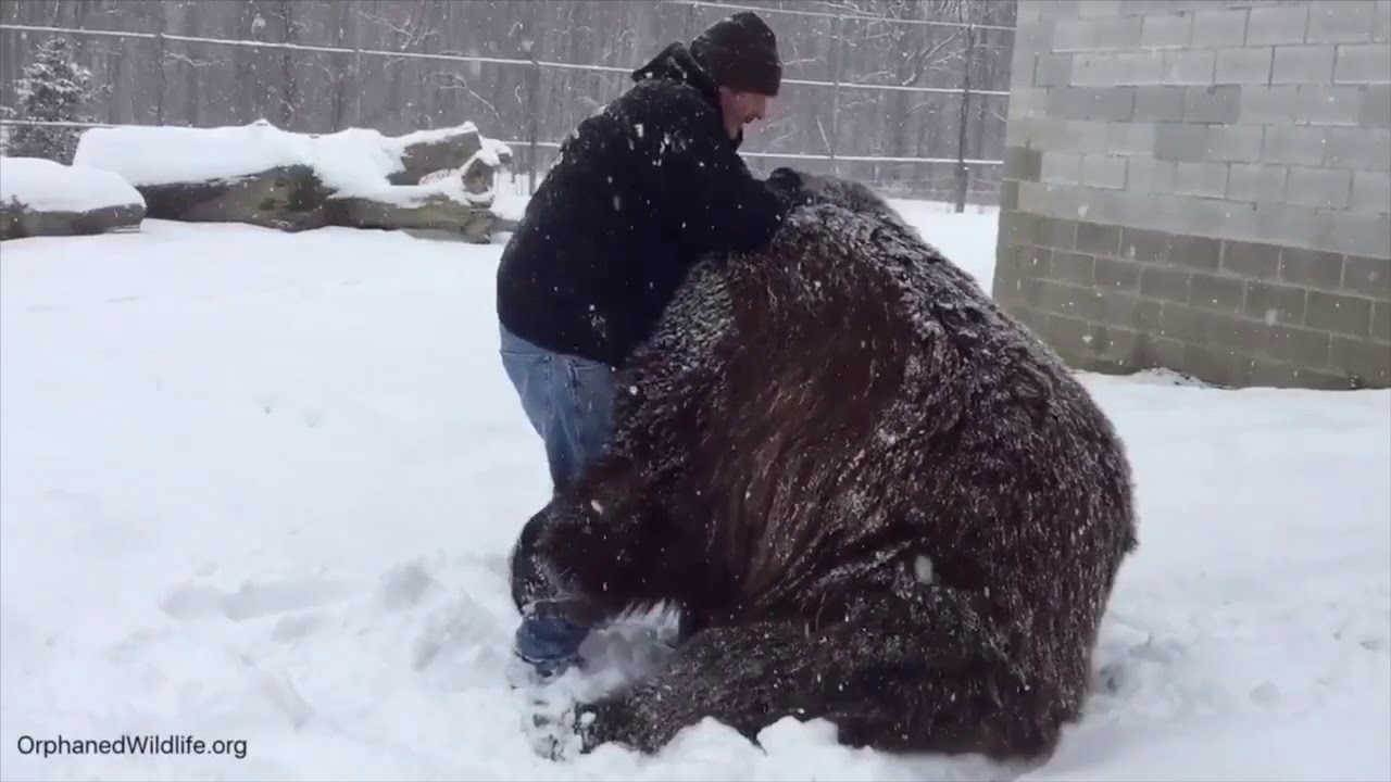 Rest In Peace - our precious bear Jimbo is gone.