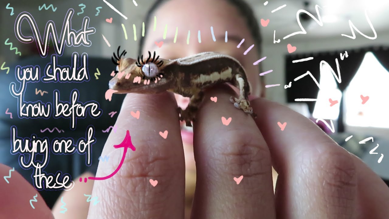 What you should know before getting a crestie!!