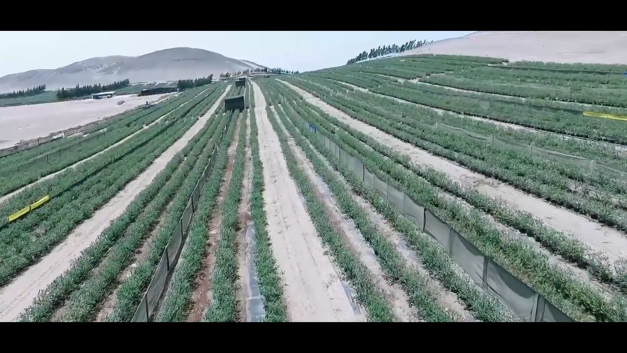 Rivulis | Blueberries: Inka&rsquo;s Berries, Peru