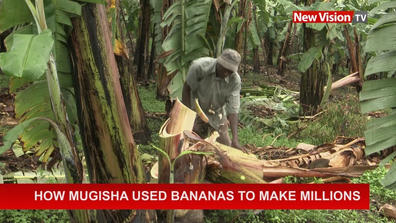 How Mugisha uses bananas to make millions