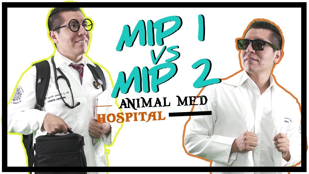 MIP 1 vs MIP 2 || Medico Interno de Pregrado || Animal Med Hospital: Capitulo 1