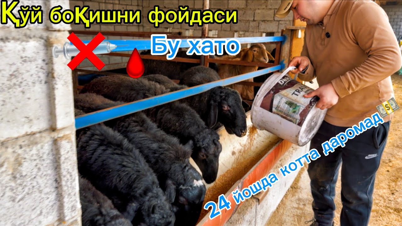 Қўй боқишдаги топ маслахатлар🔥 Шинам қўйхона қуриш