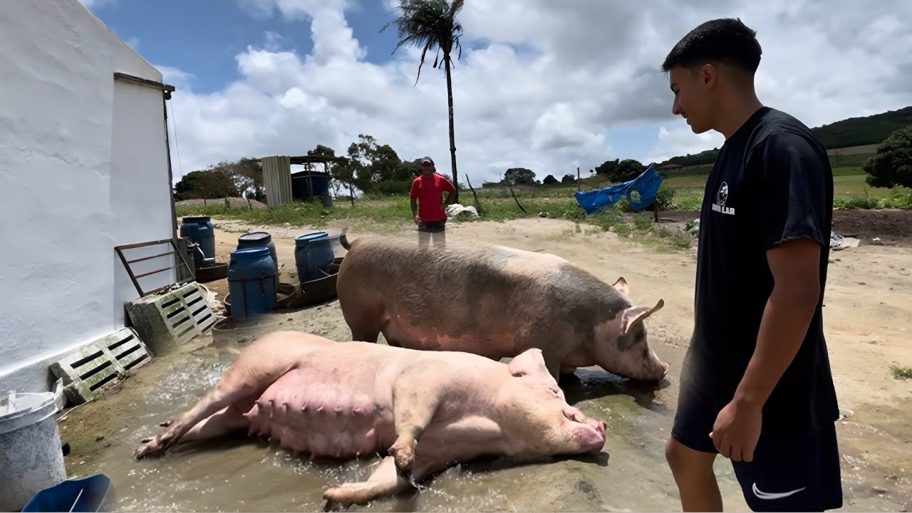 DIA DE LEVAR AS MATRIZES PARA MATERNIDADE! Quantos leitões serão que vão nascer na granja ? 😍🐽 ? 