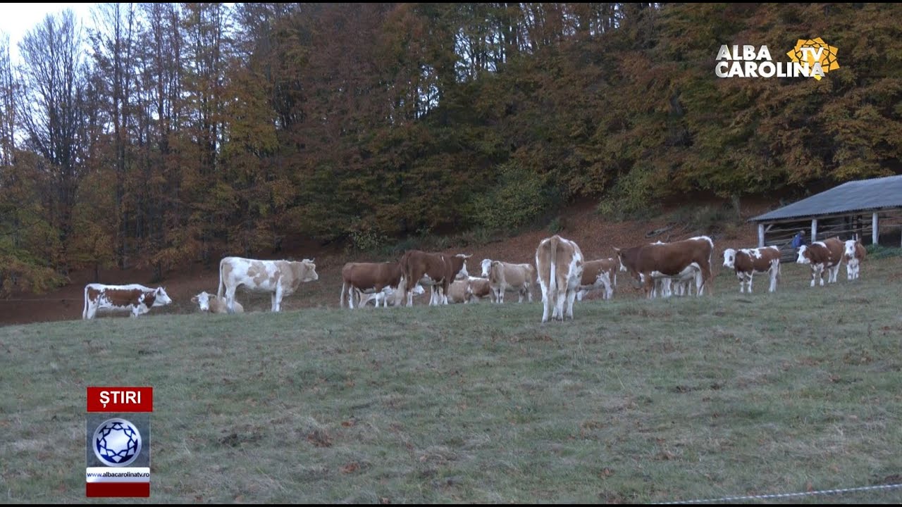 Fermieri disperați - ursul le termină animalele