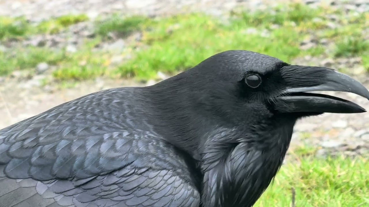 Today with the Ravens