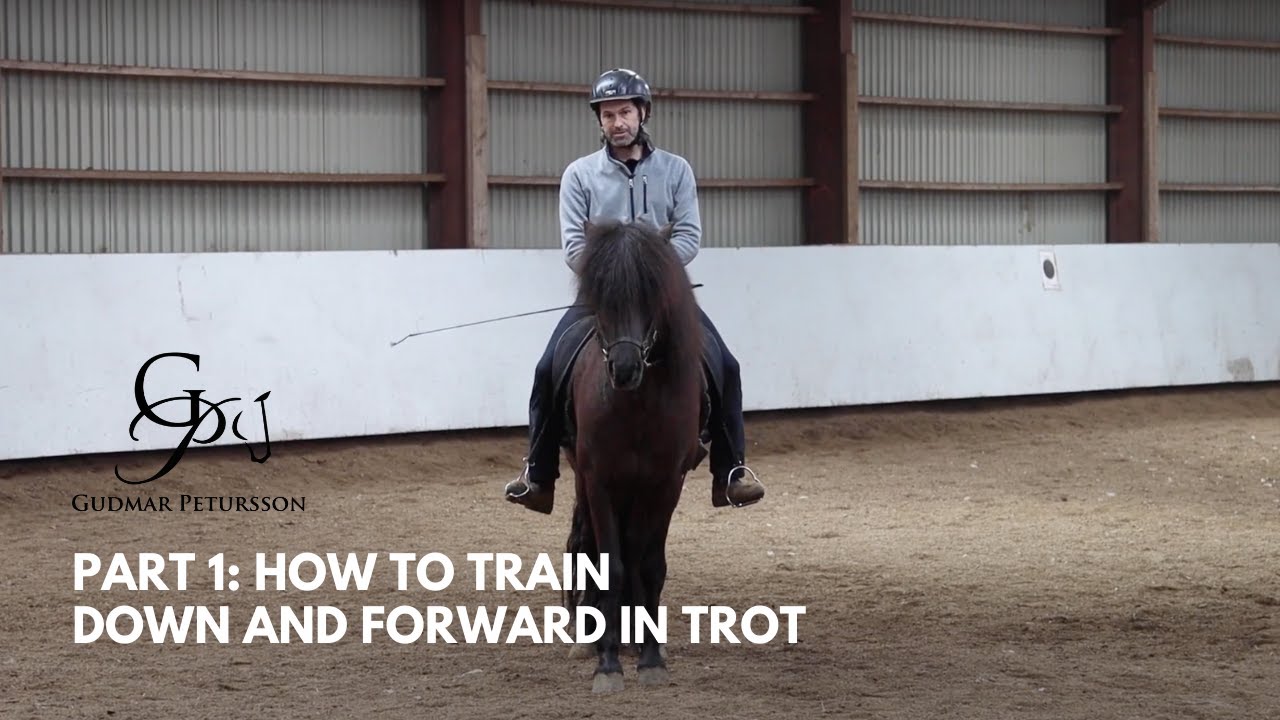 Part 1: How to train down and forward in trot