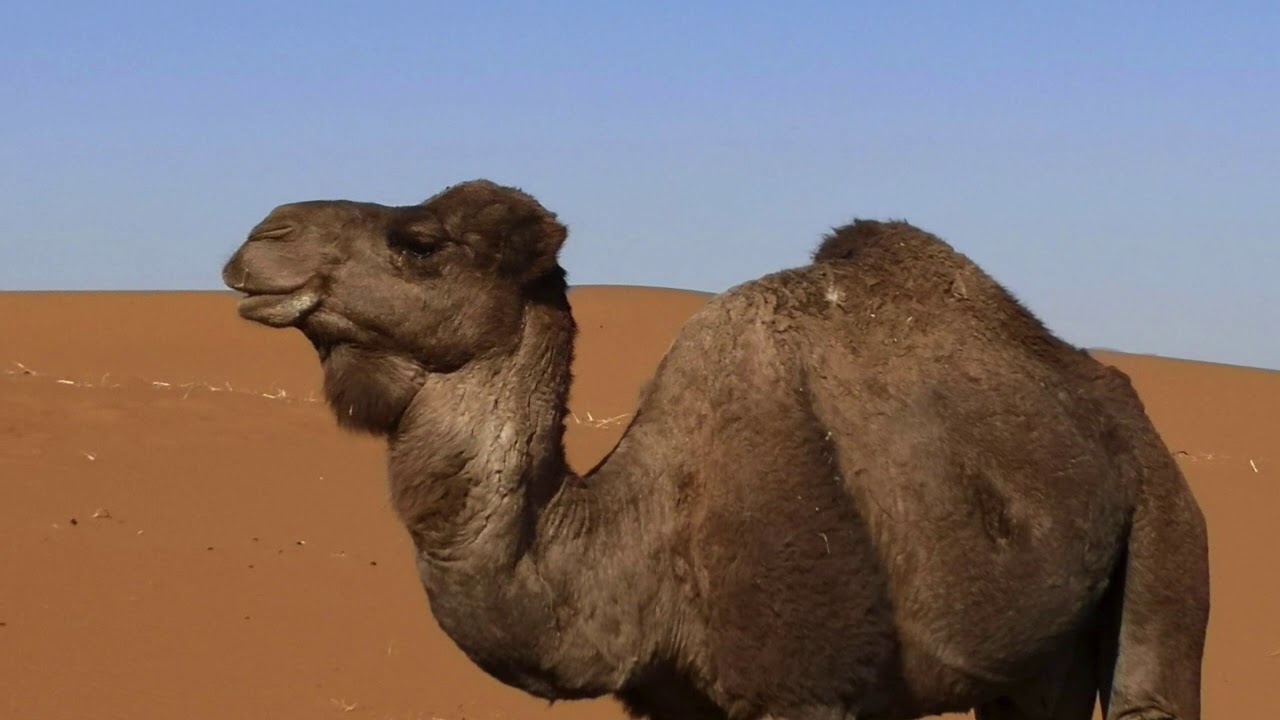 maroc 2019