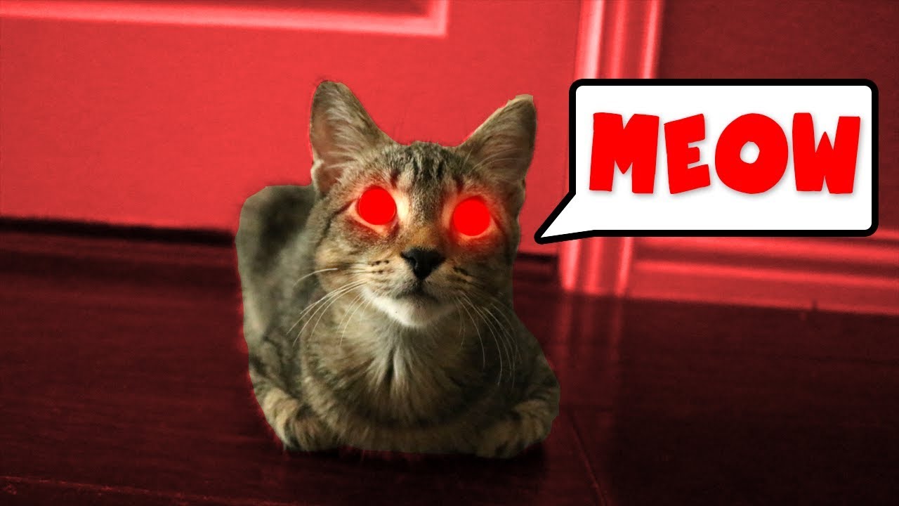 DUDE THE CAT WENT INSANE