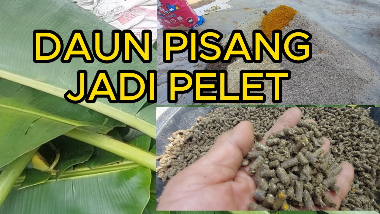 PELET ENTOK DARI DAUN,PAKAN MURAH PAKAN ALTERNATIF