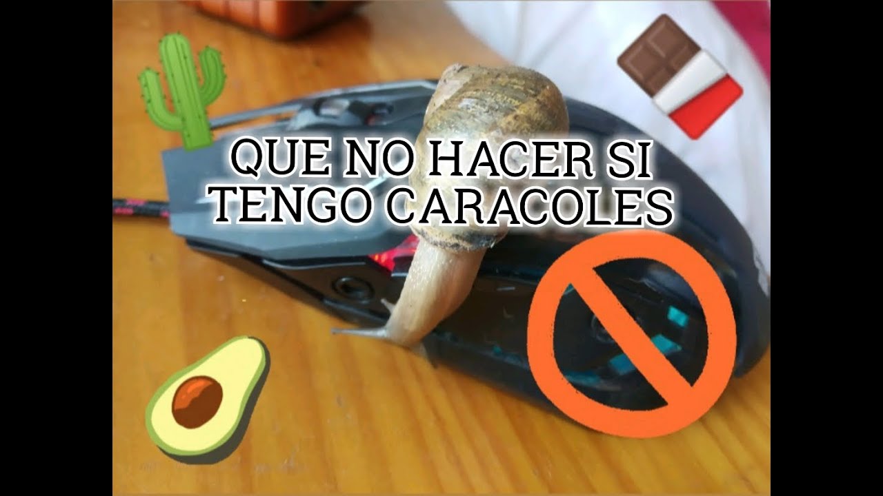 Que NO hacer si tengo caracoles #2