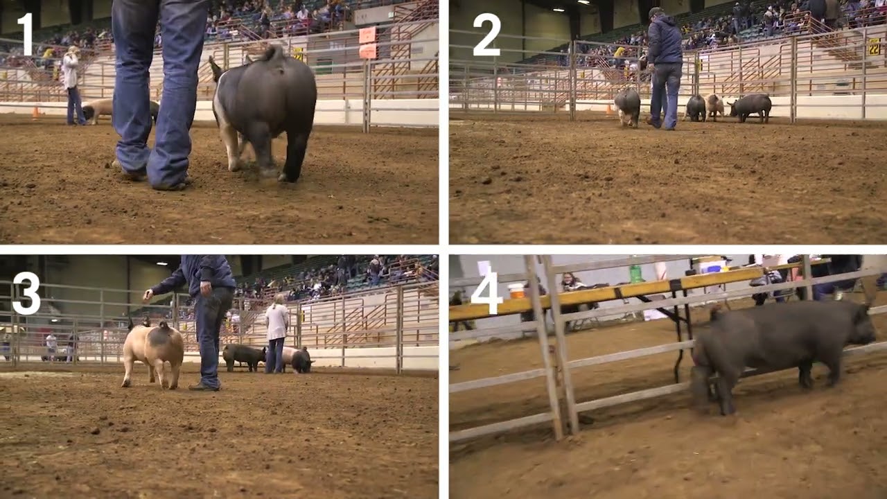 4-H Swine Judging: Example 3- Prospect Market Hogs