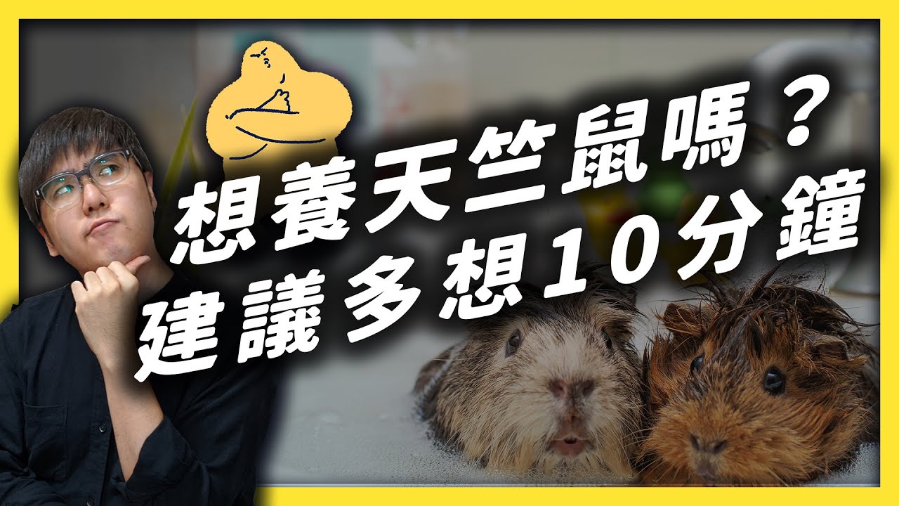 Pui~Pui~可愛的天竺鼠其實不是鼠？反而是水豚的親戚？飼養天竺鼠該注意什麼事情？｜志祺七七