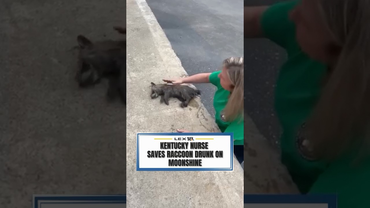 Kentucky nurse saves raccoon drunk on moonshine #kentucky #raccoon #rescue