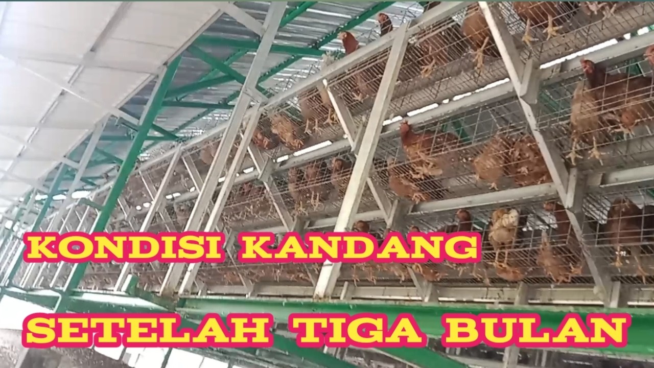 kandang batrai ayam petelur