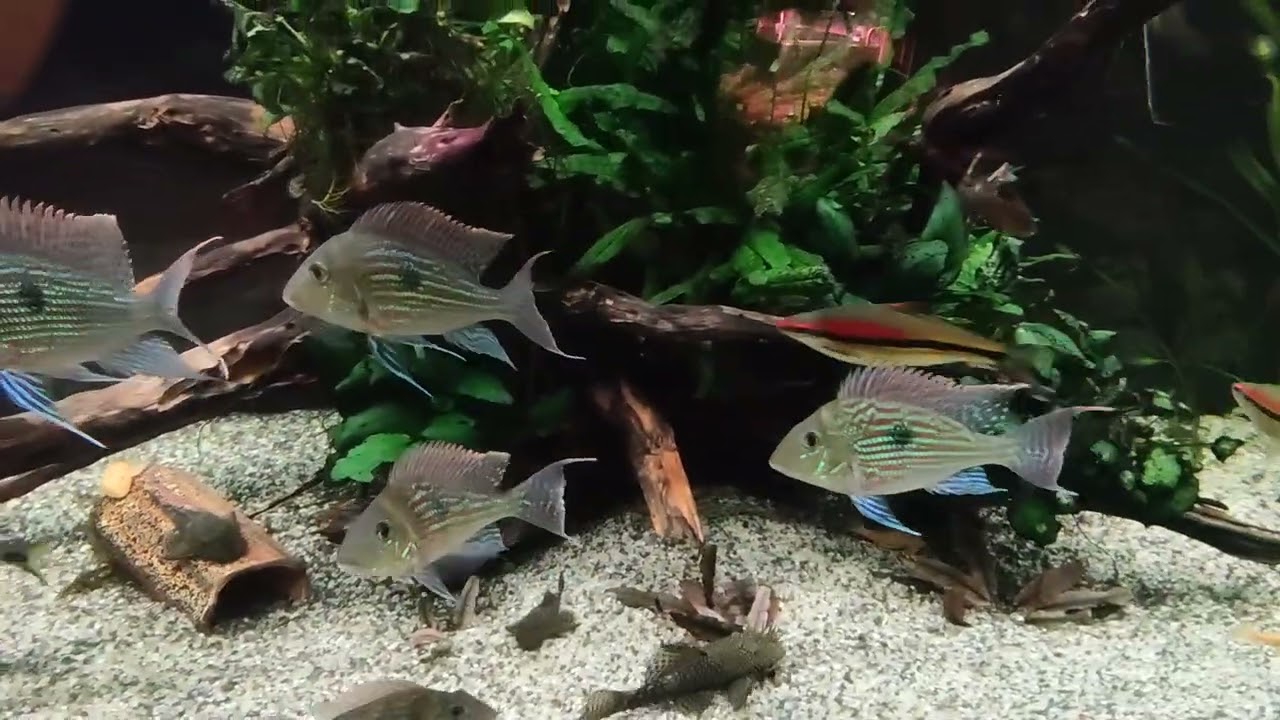 Akwarium720 litra severum ziemiojad altumy