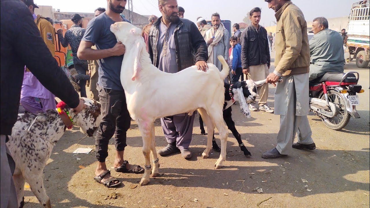 Wednesday Update | Rajanpuri | Makhi Chena Bakre | Katu Maal | Turkey Dumbe | Desi Chatre