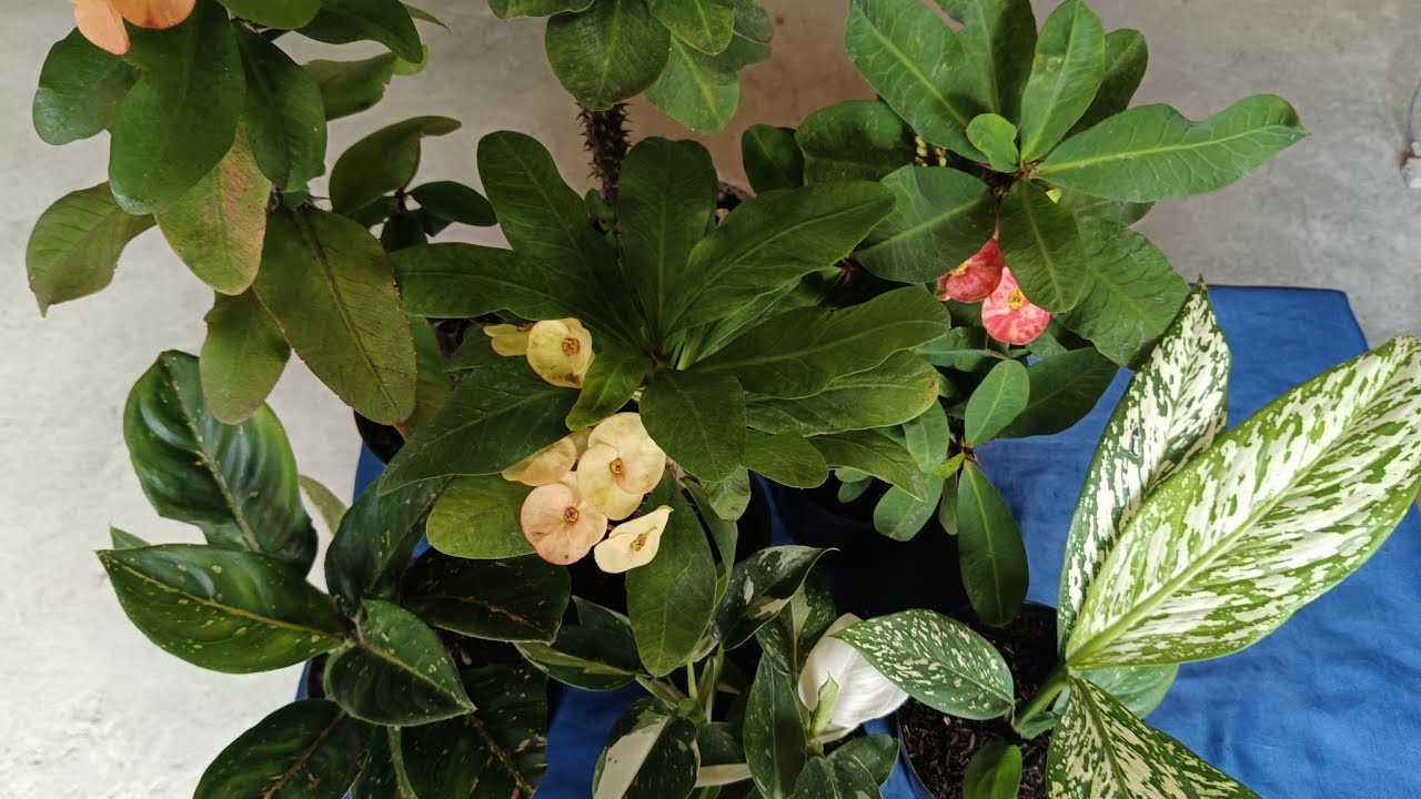Nuevas plantas para el jardín.eloasisdesonia