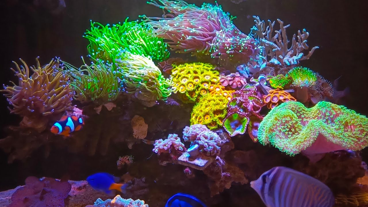 Nano Reef Tank: Coral Rekomendasi PEMULA, Perawatan Mudah dan BERANAK‼️