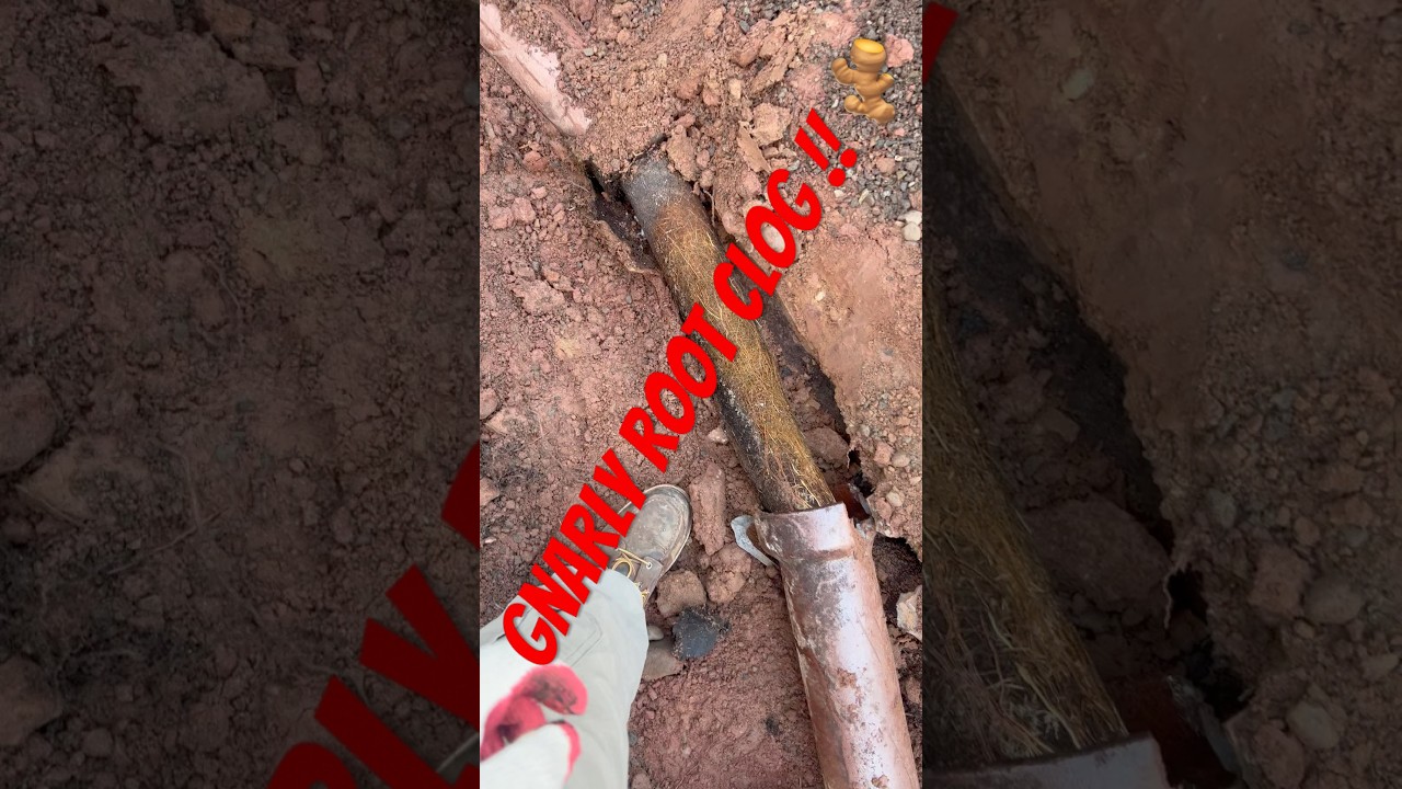 OLD CLAY SEWER CLOGGED WITH ROOTS #rosieforever #plumbing #piping #roots #clog #pipesystem #clay