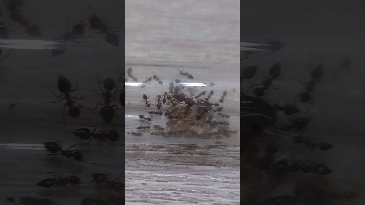 My Acrobat Ants 