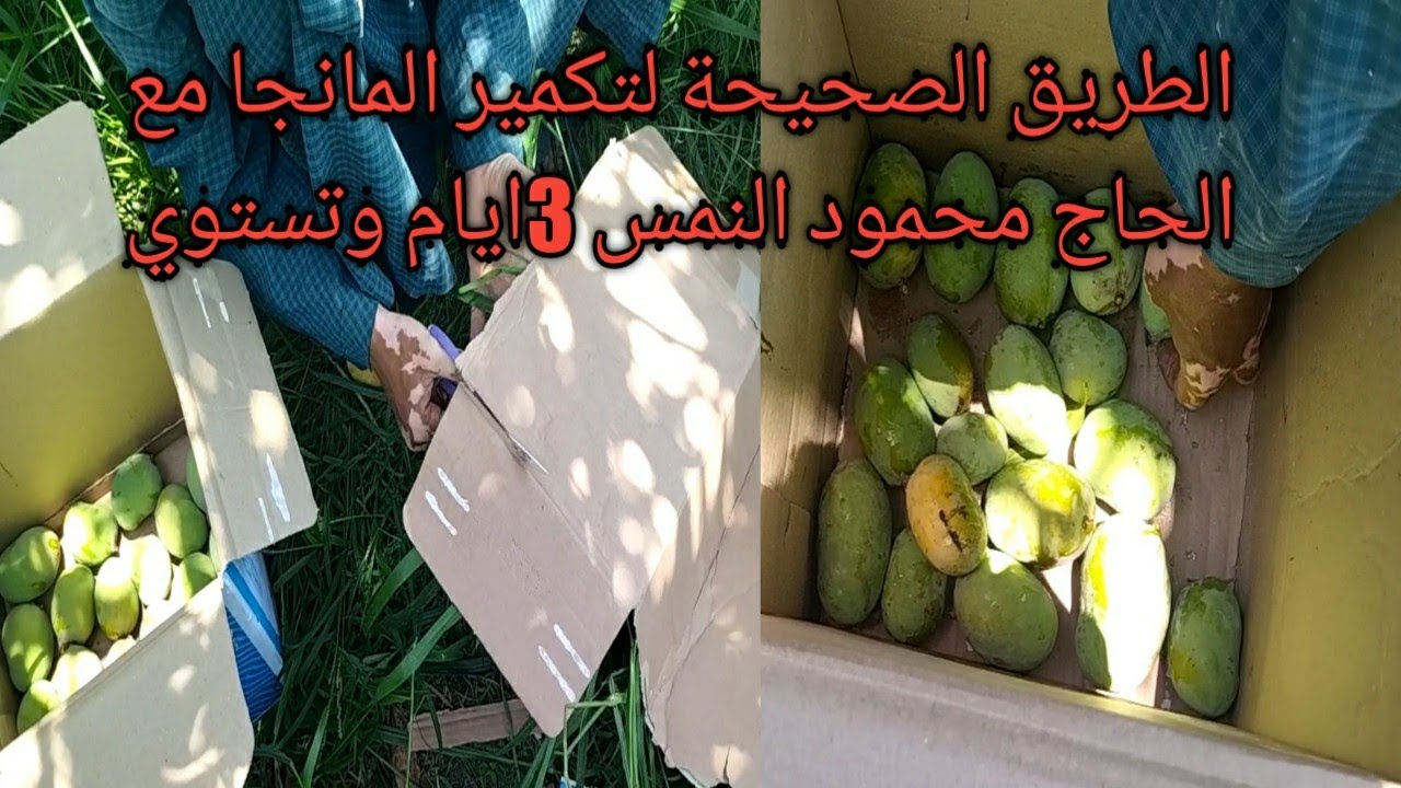 تكمير المانجا_افضل طريقه لتجعل المانجا تستوي في 3ايام مع الحاج محمود النمس