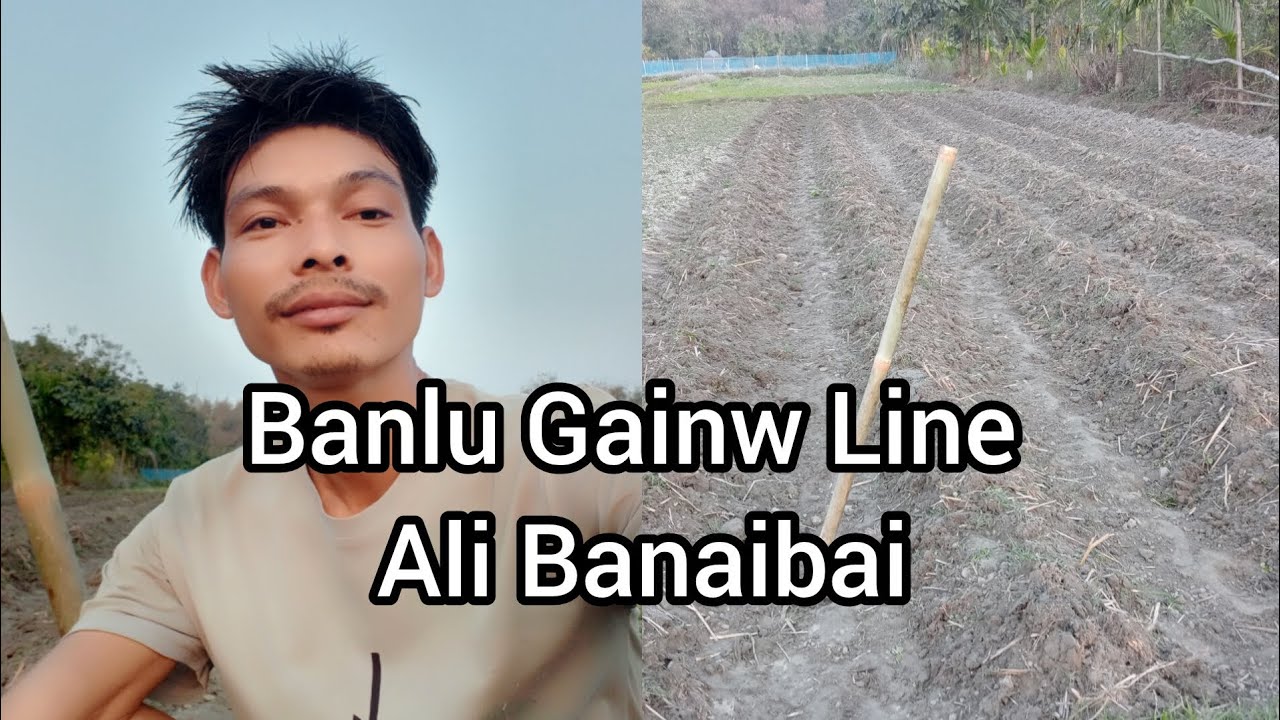 Banlu Gainw Line Ali Banaibai 🌱🌶️ Ep.80