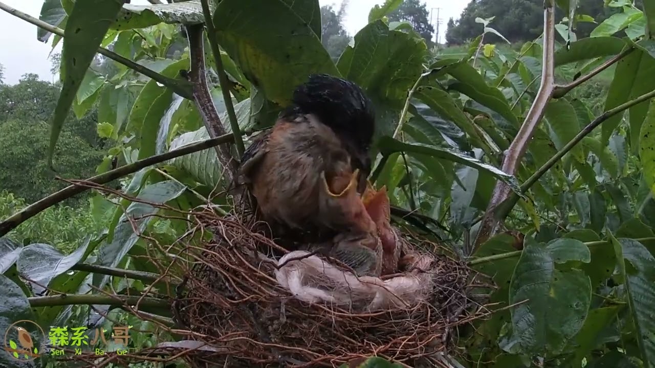 Do birds have feelings? Persevering in the rainstorm鸟类有感情吗？这对伯劳鸟阐释了什么是责任感