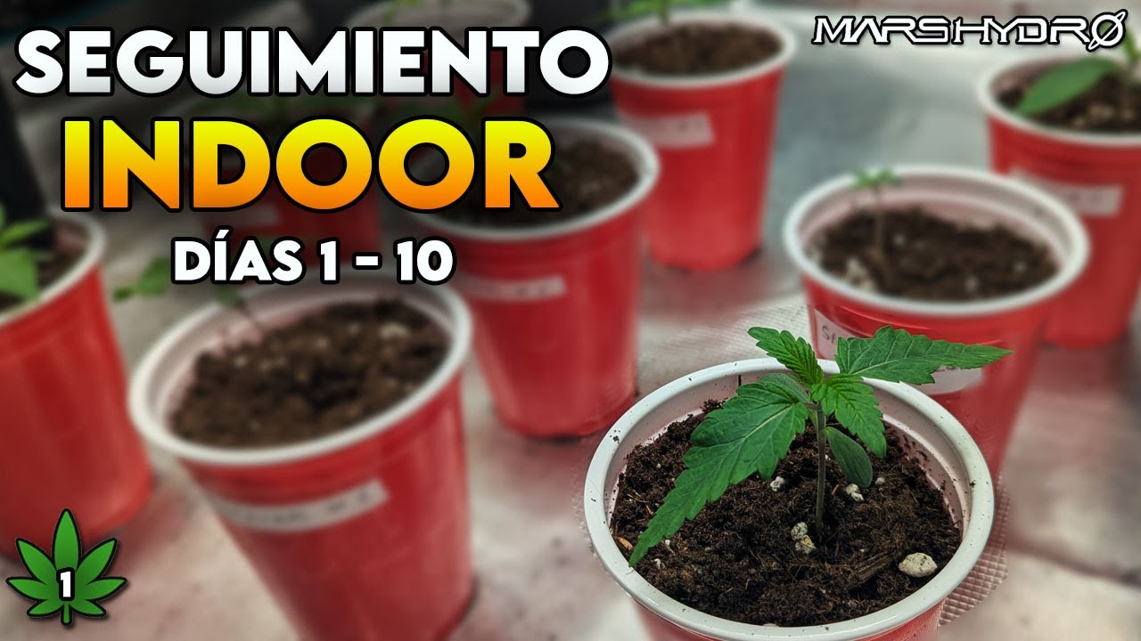 Seguimiento de cultivo indoor #1 | Fotoperi&oacute;dicas | C&oacute;mo empezar tu cultivo con &eacute;xito | Mars Hydro