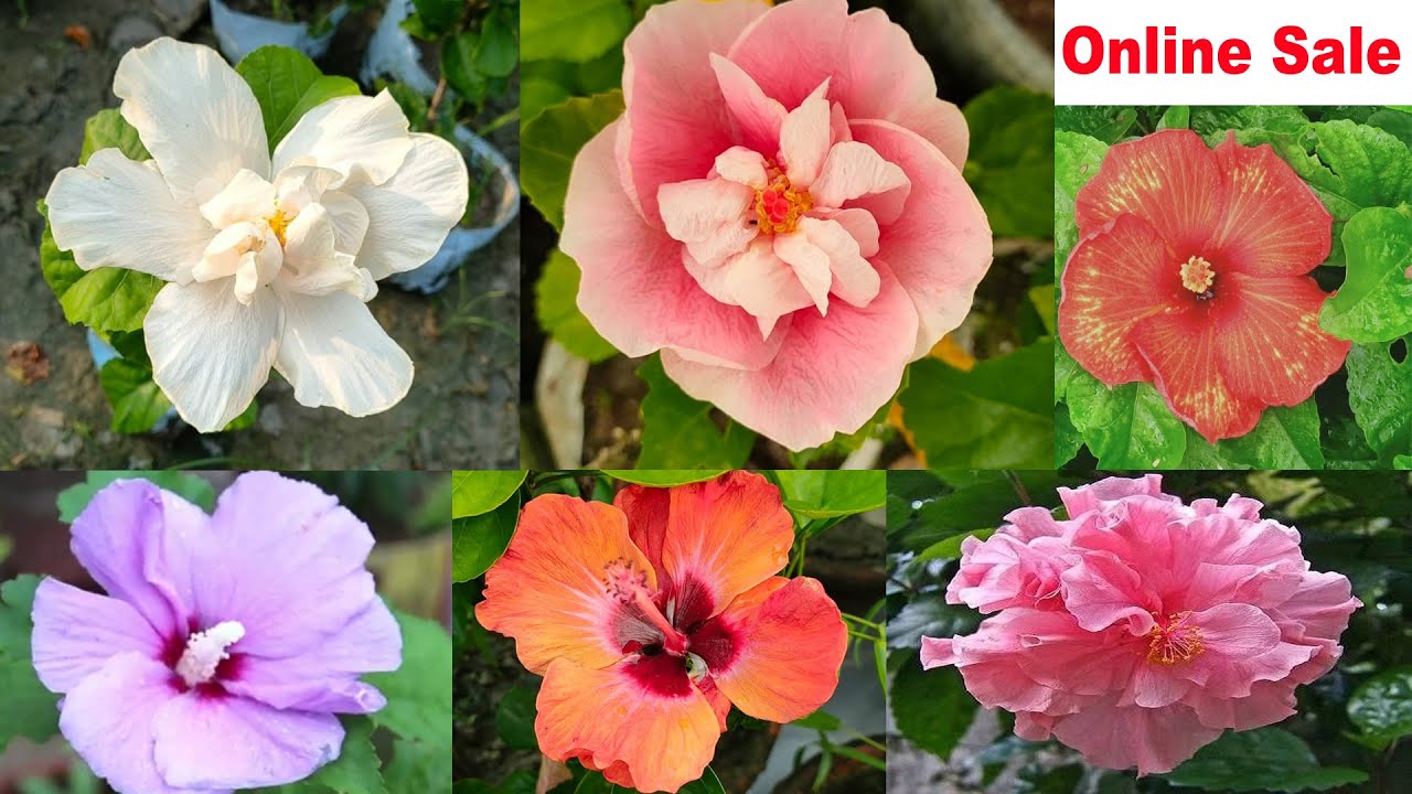Wholesale hibiscus flower 🌺 Hibscus collection and Online Sale🌺