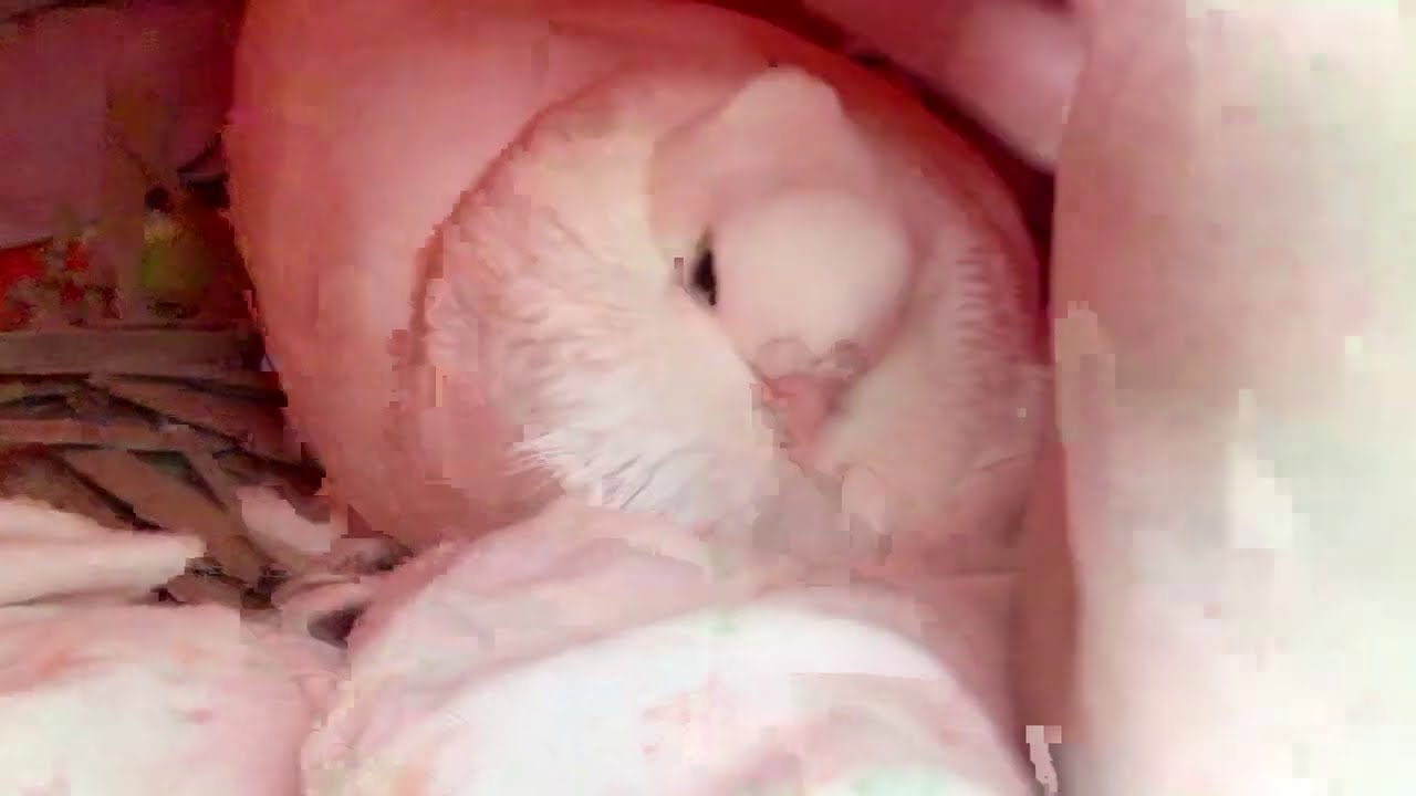 Pet pigeon cuddling and cooing
