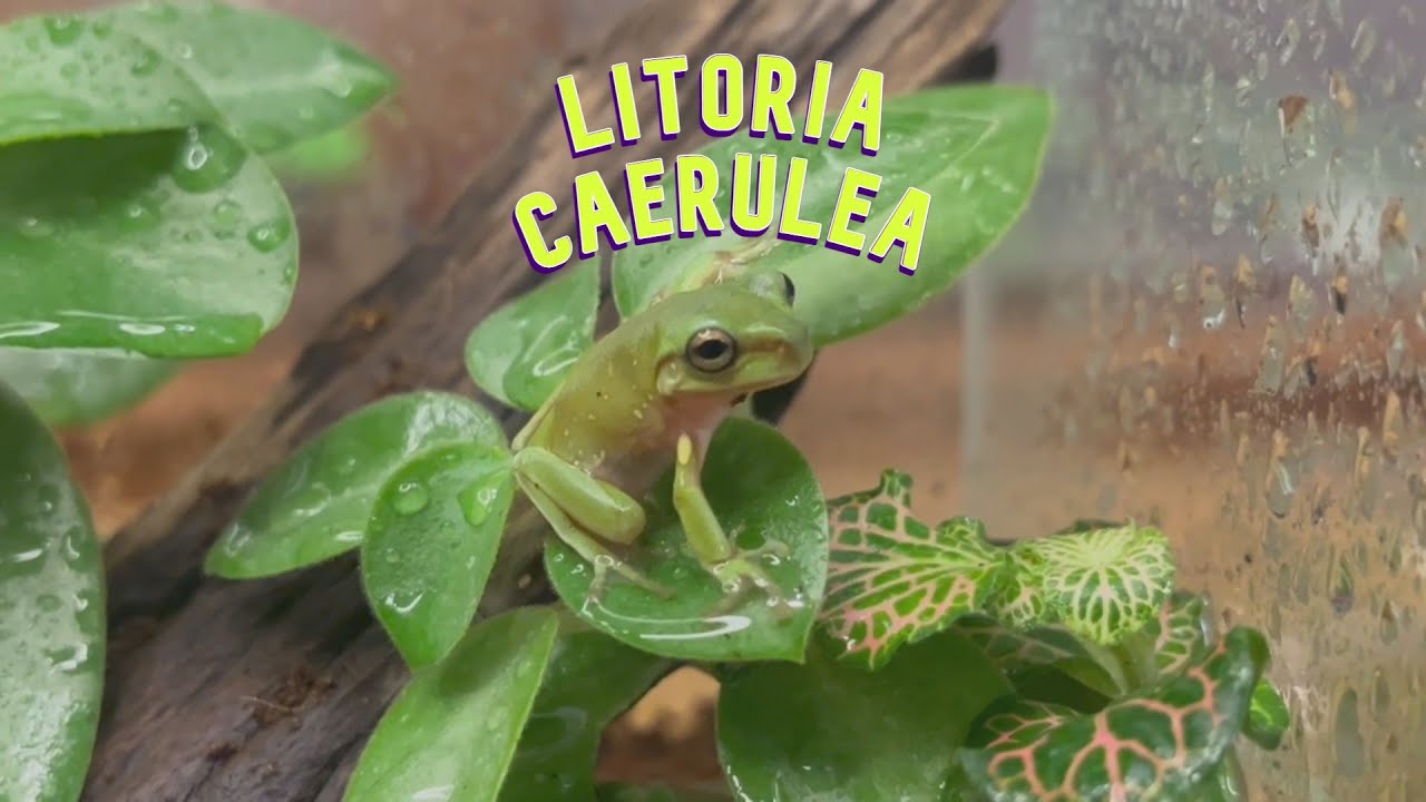 HO COMPRATO UNA RANA AUSTRALIANA?! - LITORIA CAERULEA HOUSING