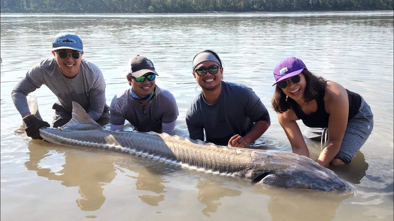White Sturgeon of the Fraser River