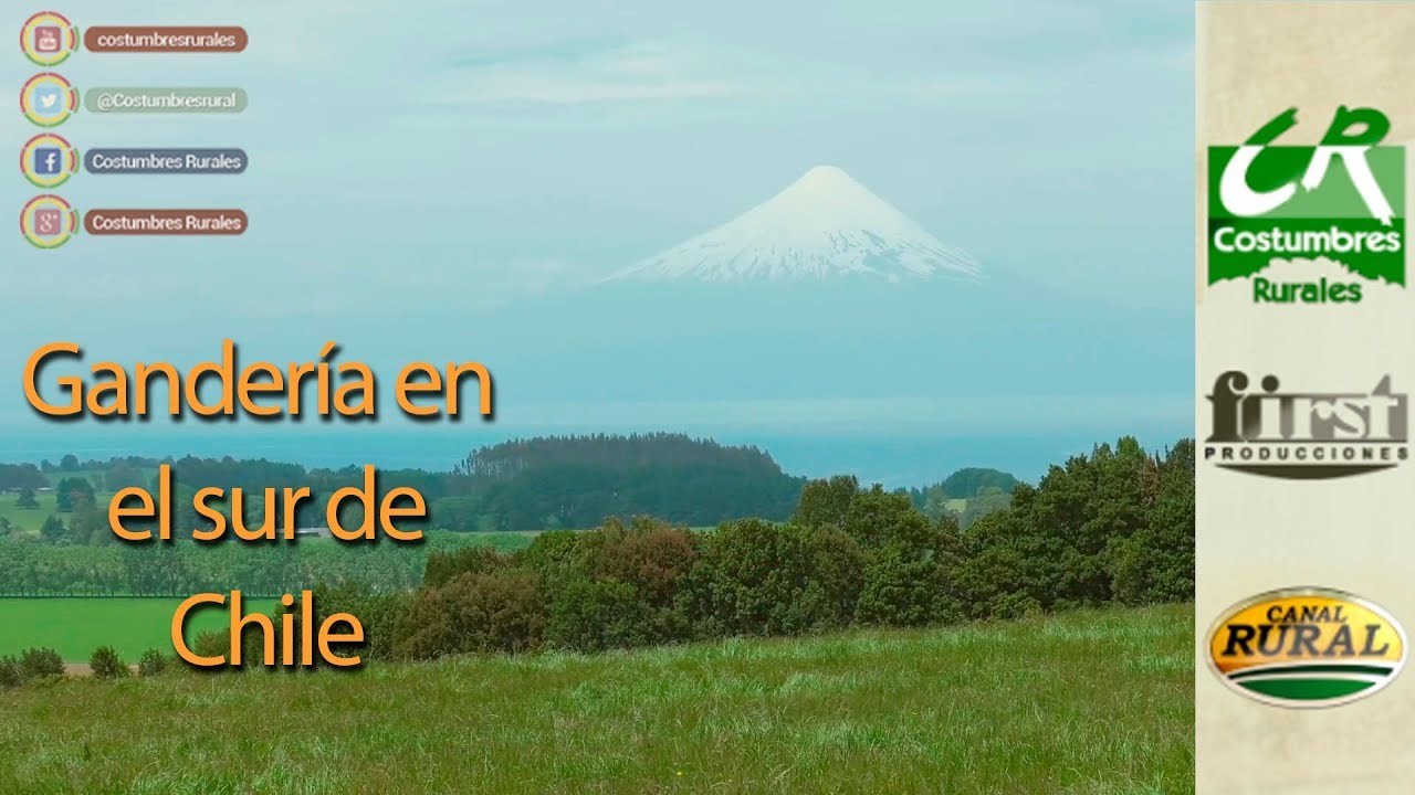 Ganadería en el sur de Chile - Costumbres Rurales Nª 657