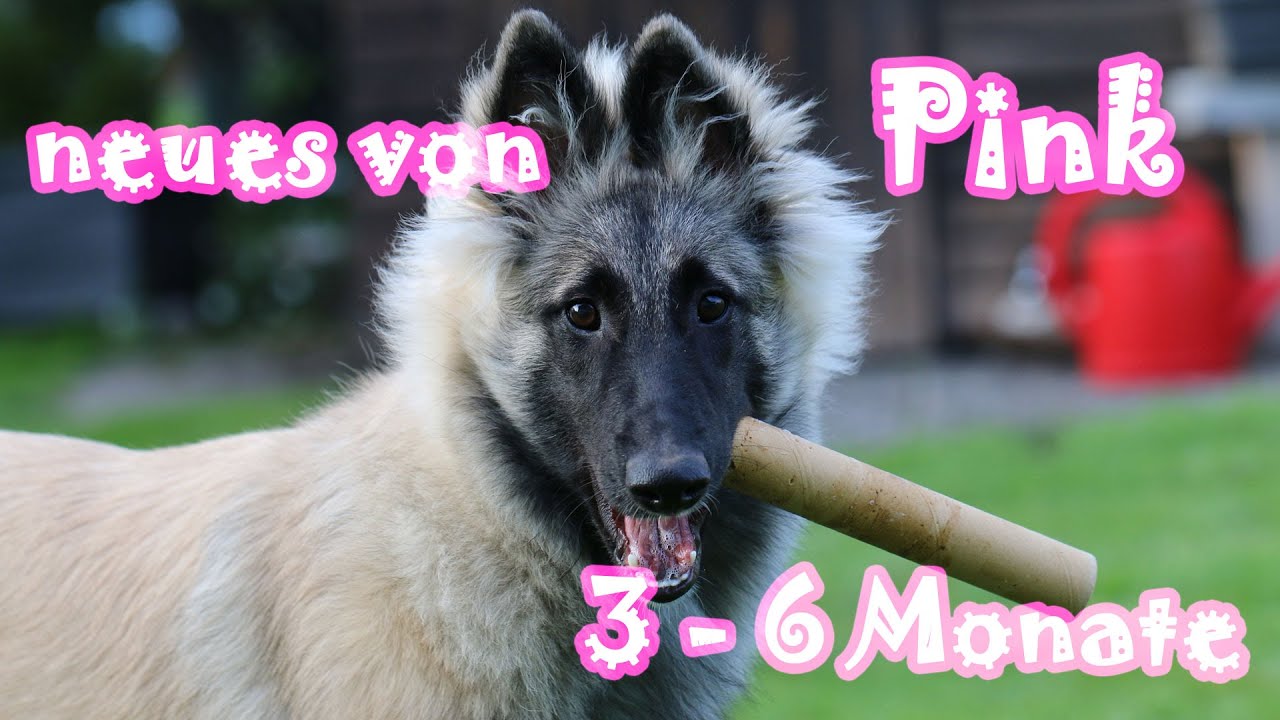 Neues von Pink (Tervueren Welpe, Belgischer Sch&auml;ferhund 3 - 6 Monate, Amira's Blog 18.08.2014)