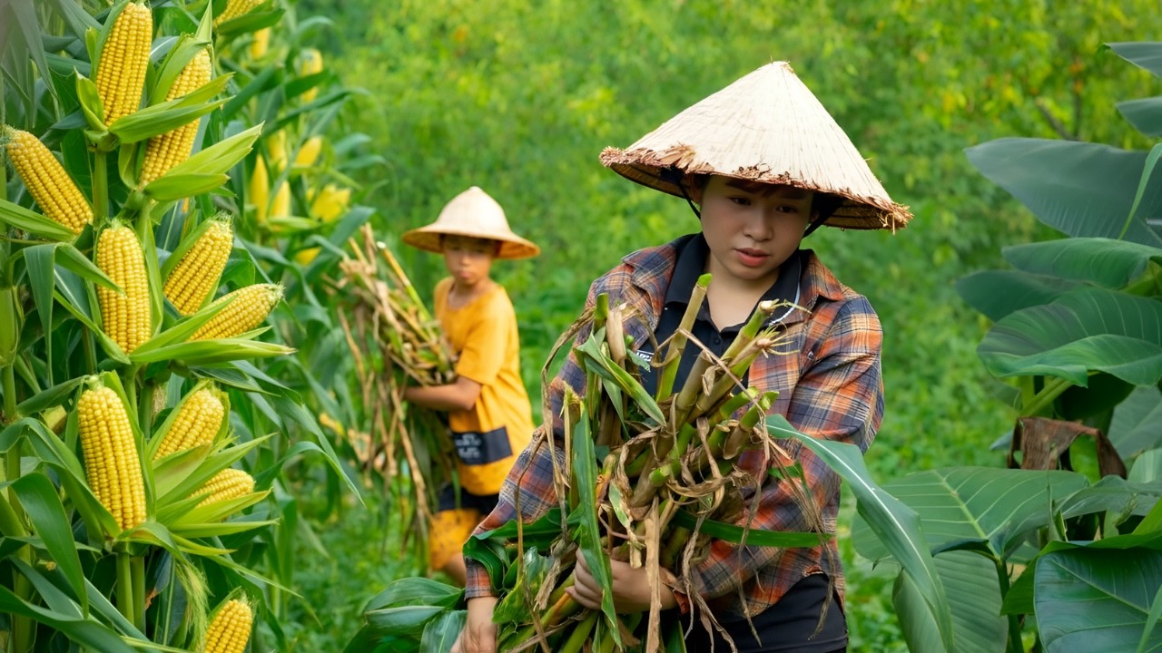 Harvesting corn with the orphaned boy - Grinding corn, making corn cakes to sell at the market