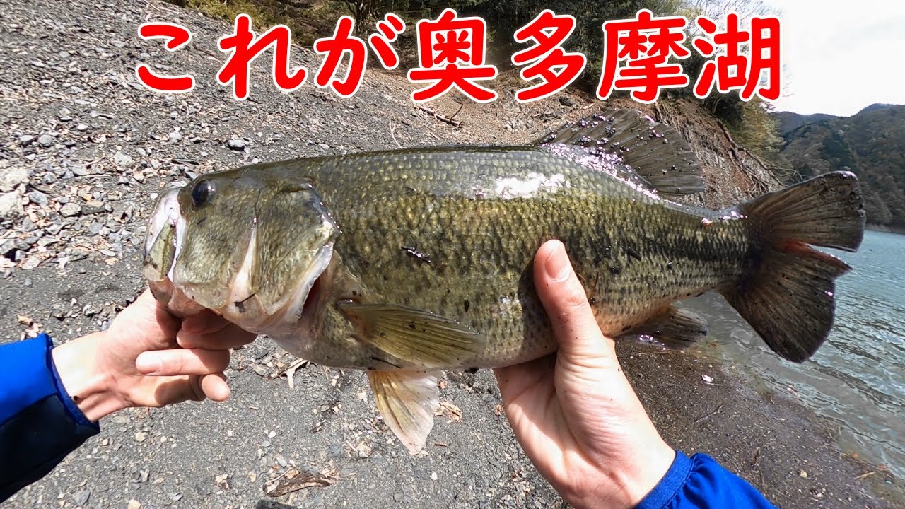 【東京都　奥多摩湖バス釣り】丸いバスが釣れた　再アップ