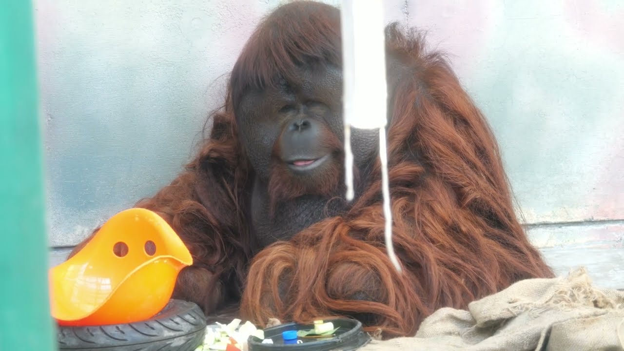 ムム君キッス（Mumu-kun kiss）　王子動物園　オランウータン　202211