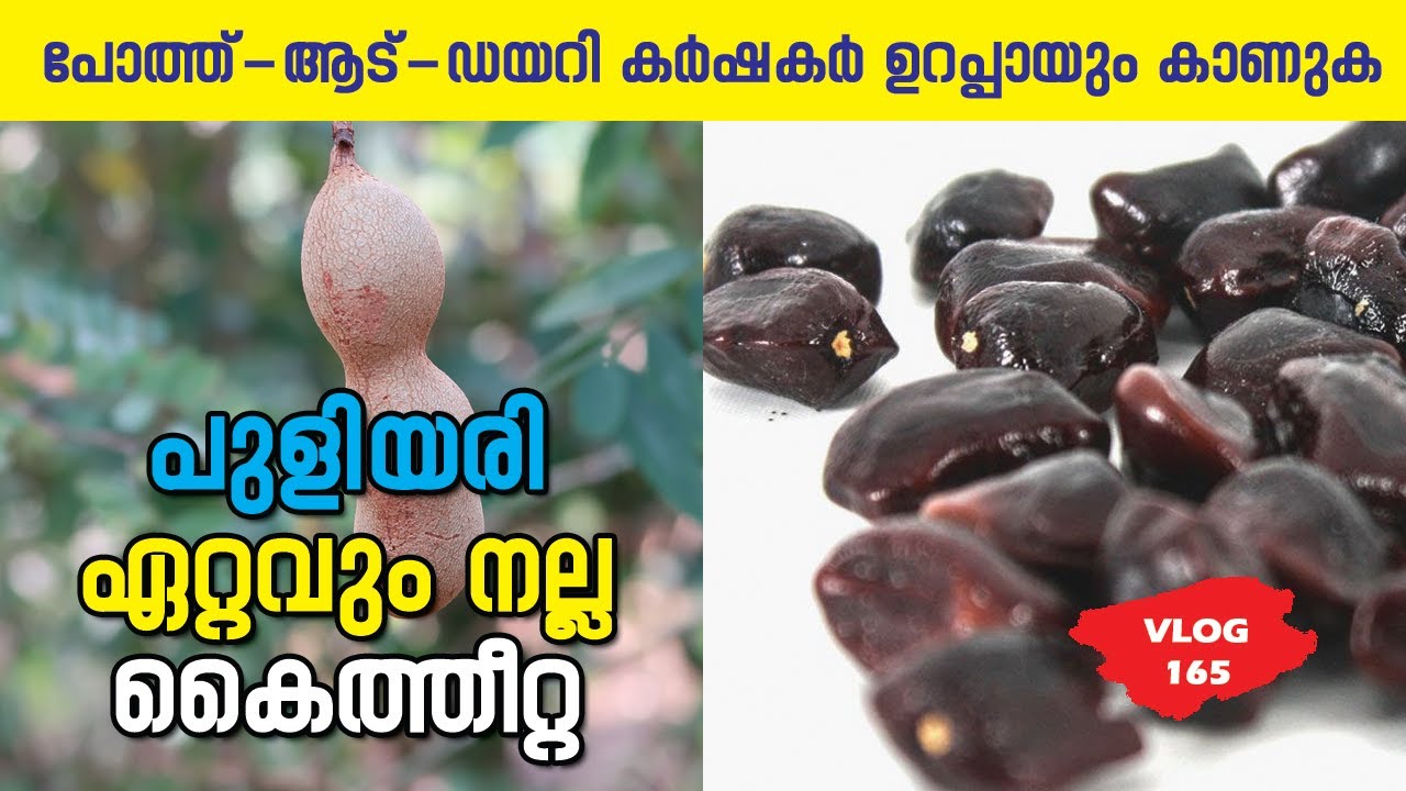 പുളിയരി  മികച്ച കൈത്തീറ്റ 🔥🔥🔥  |🐃| Buffallo farming |🐐| Goat farming |🐄| Dairy farming