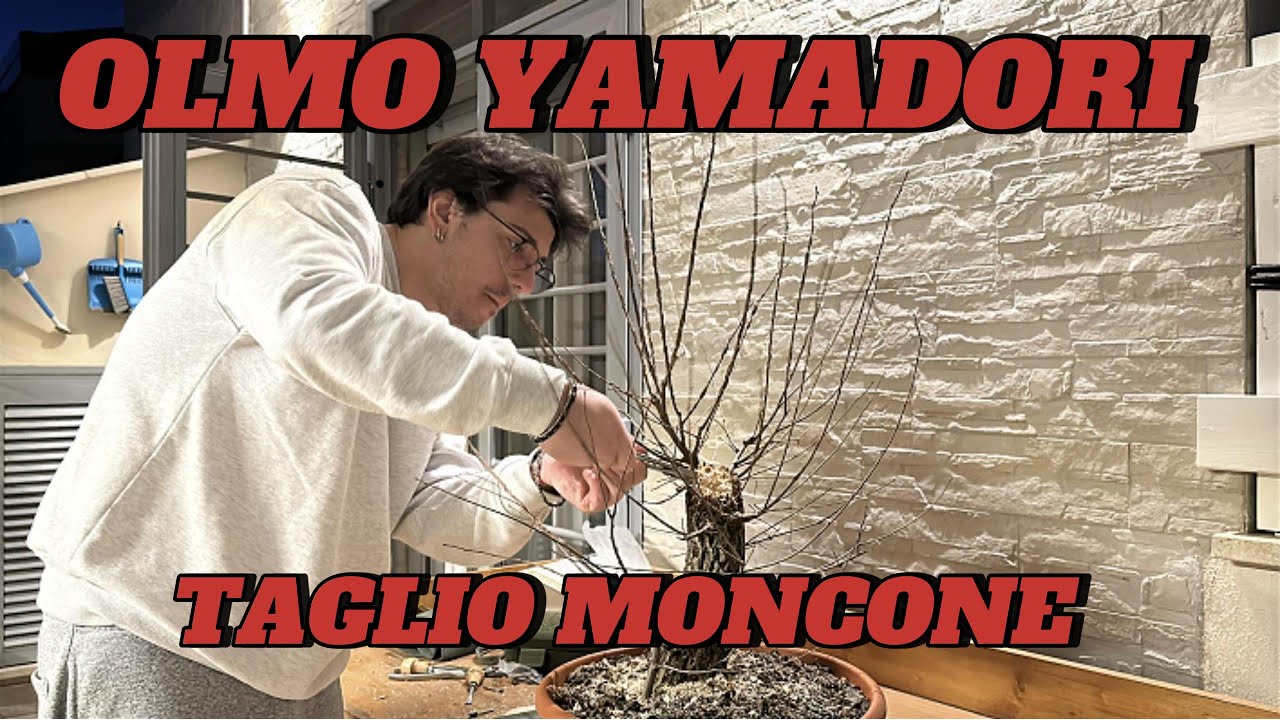 OLMO YAMADORI - LAVORAZIONE DEL LEGNO