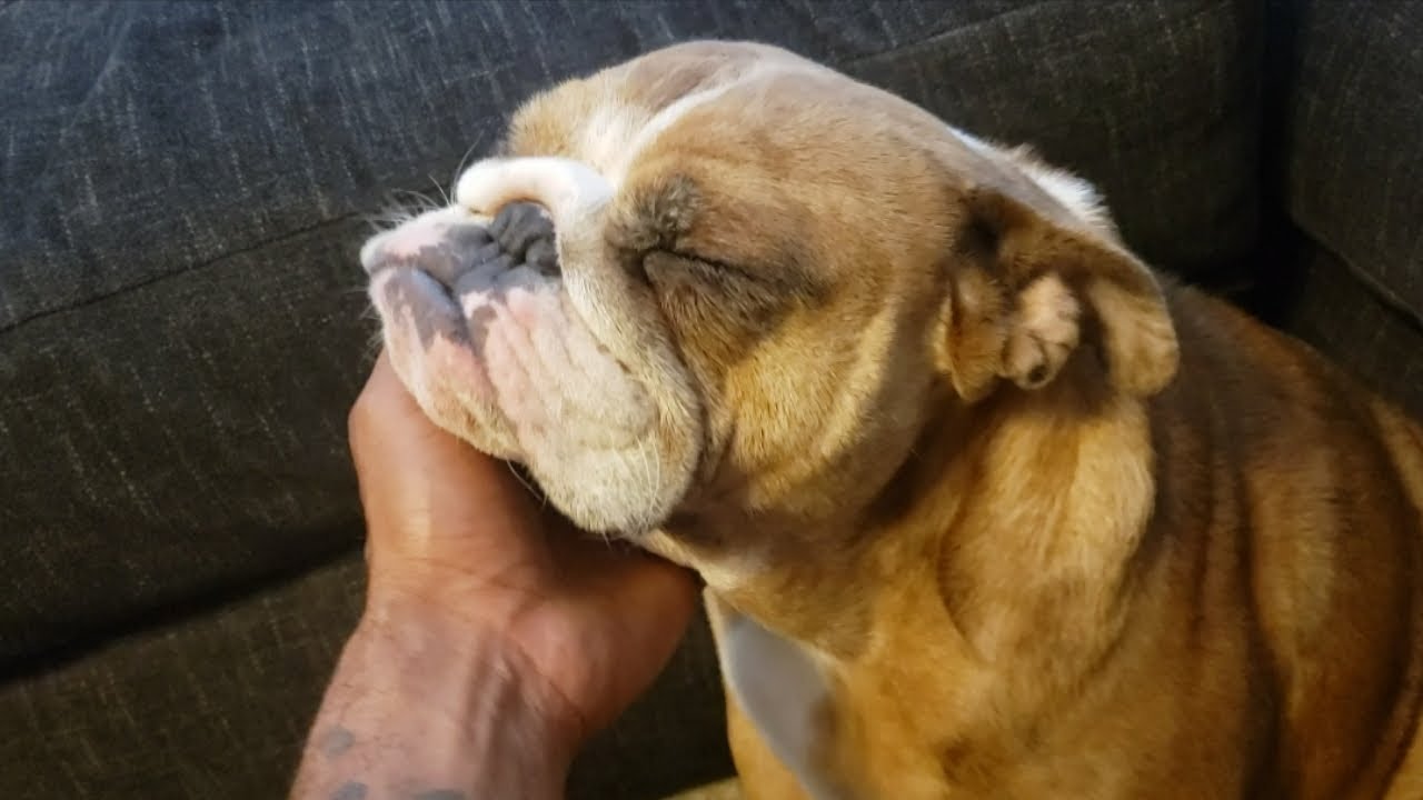 How to treat your dog eye infections