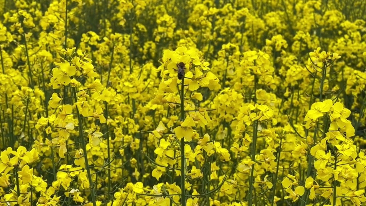 Bee at Rapeseed Field in Slow Motion