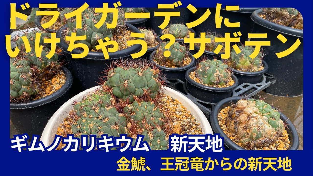 『NEW』金鯱の次はこれ！？ドライガーデンに新天地