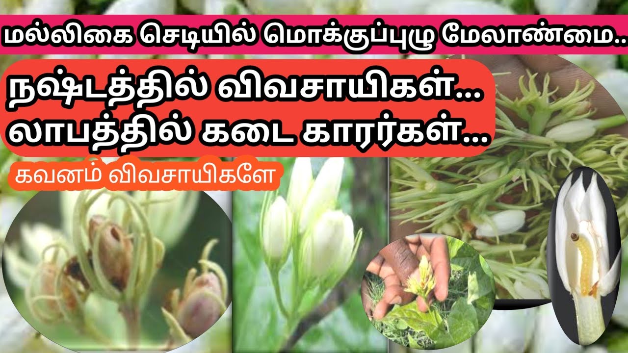மல்லிகை மொக்குப்புழு மேலாண்மை | Jasmine budwarm management
