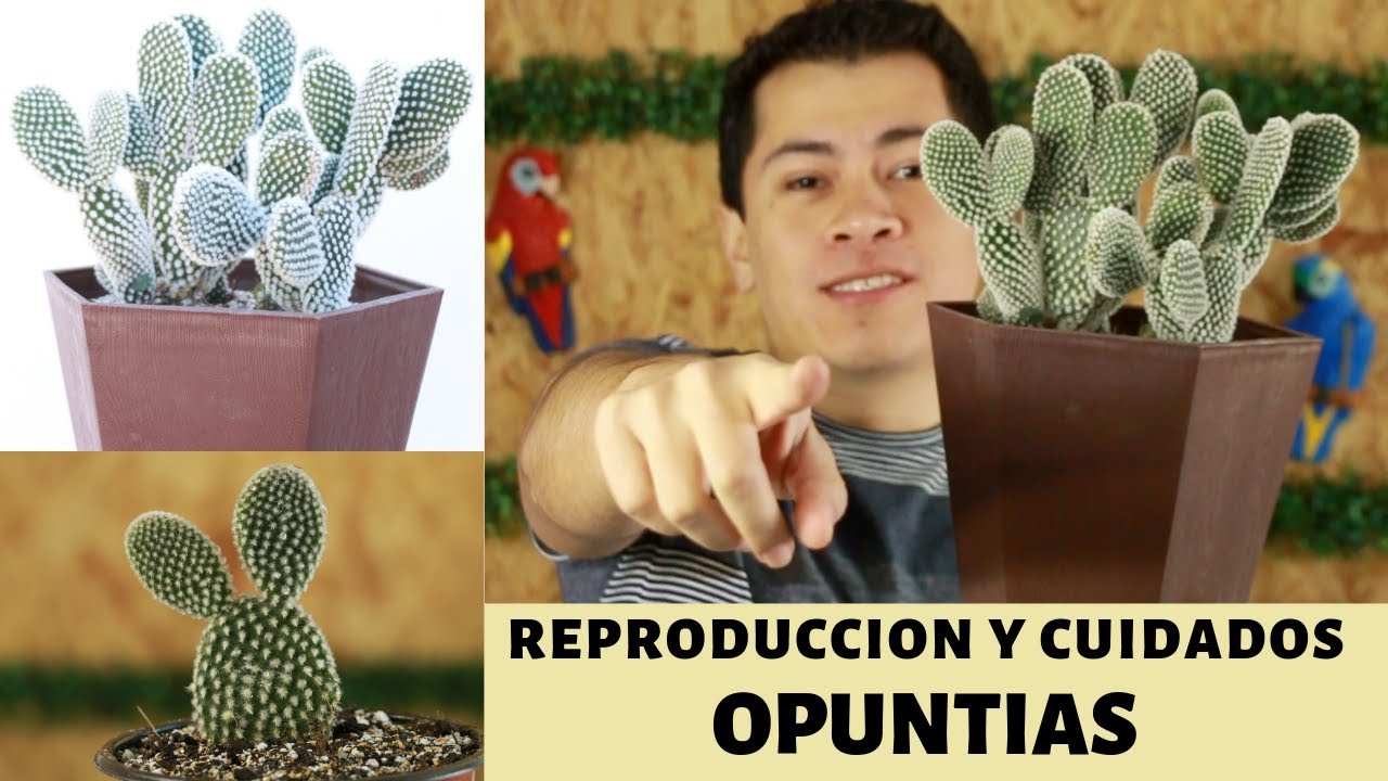 REPRODUCE Y CUIDA PERFECTAMENTE LAS OREJAS DE MICKEY || OPUNTIAS