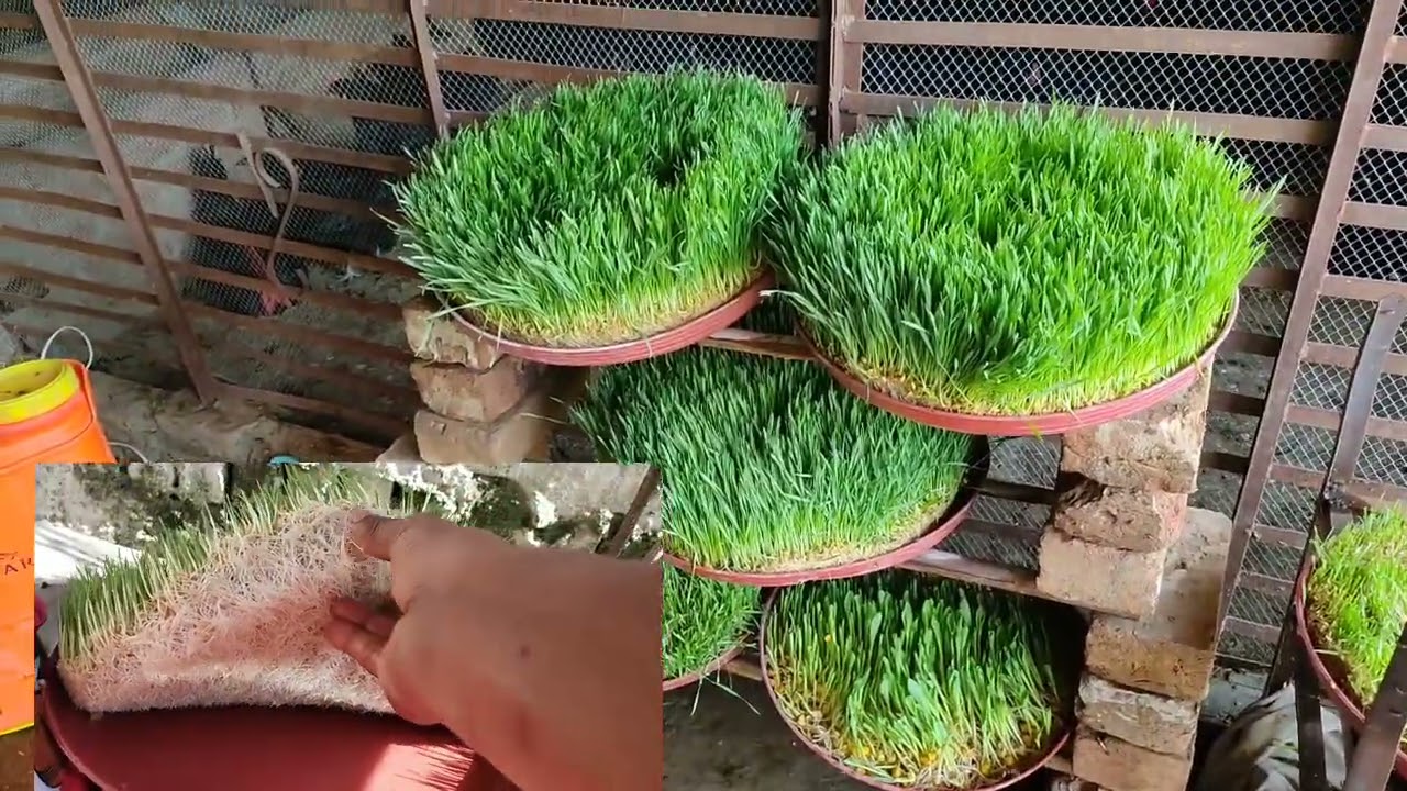 Hydroponic fodder system||hydroponic fodder farming in Pakistan||how to make hydroponic fodder home
