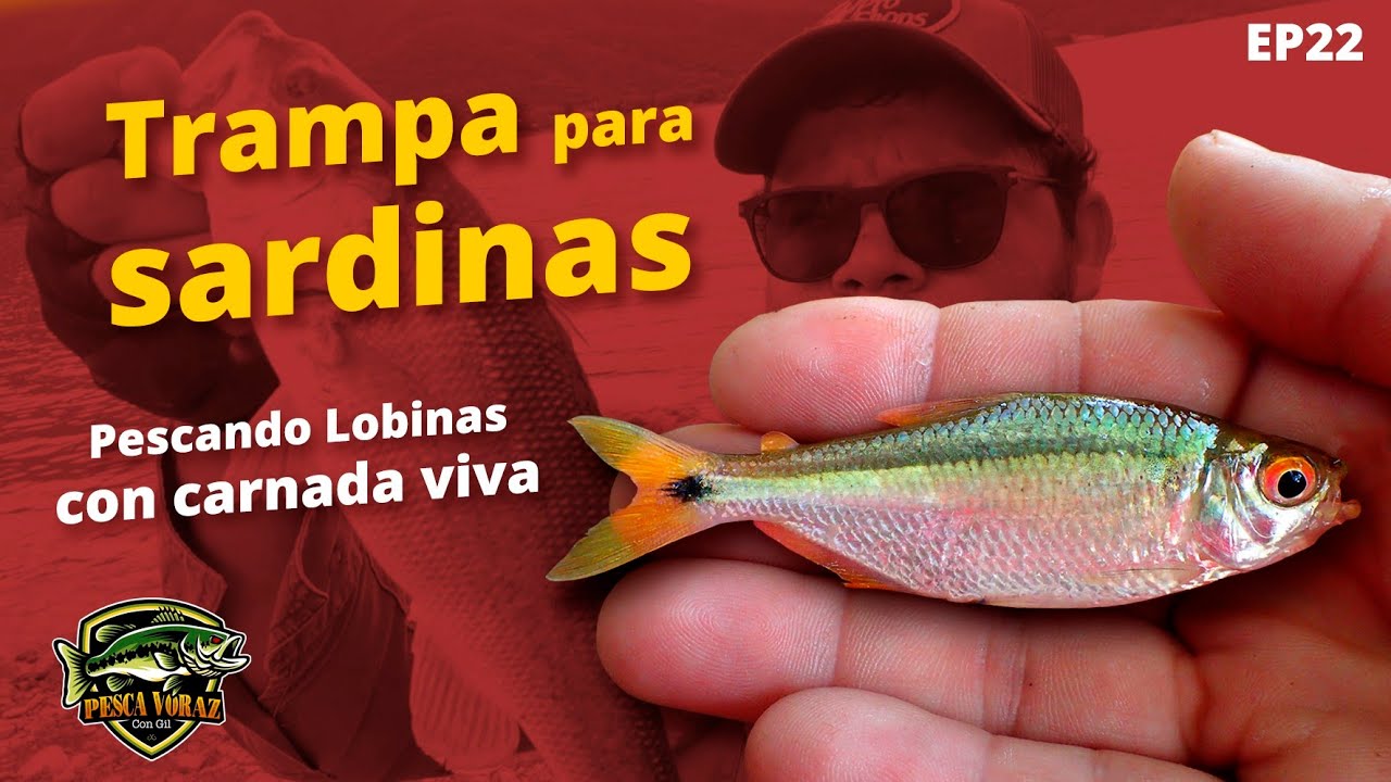 Trampa para sardinas con botella | Pescando lobinas con carnada viva