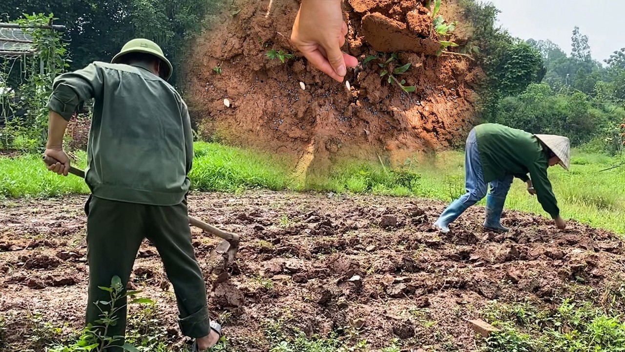 Hai vợ chồng ra vườn TRỒNG BÍ, hái đậu đũa về nấu cơm NGON | Chế Ba Vì