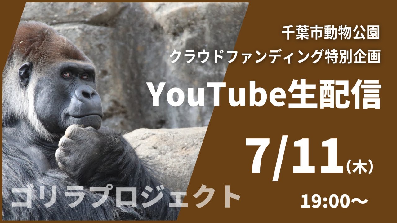 千葉市動物公園「ゴリラプロジェクト」｜クラウドファンディングラストスパート生配信企画！